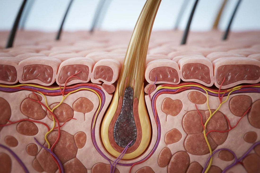 WHY IT WORKS: THE COMPLETE SCIENTIFIC BREAKDOWN of The 90-Day Protocol: Reverse Your Hair Loss, Reclaim Your Confidence